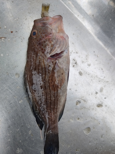 Wavy-lined grouper (Epinephelus undulosus) — Serranidae