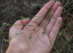 Bupleurum gerardi