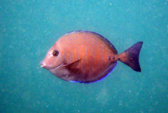 Prionurus maculatus