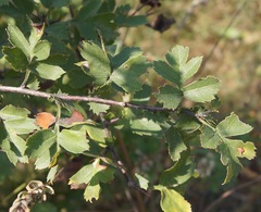 Crataegus taurica
