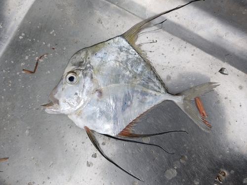 Diamond Trevally