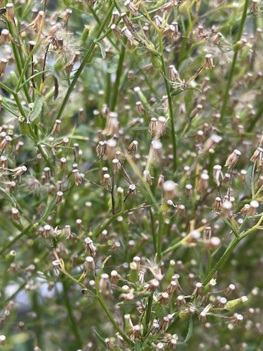 Erigeron sumatrensis image