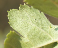 Crataegus taurica