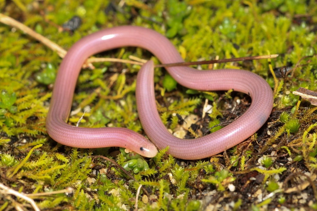 Southern Blind Snake
