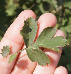 Crataegus taurica