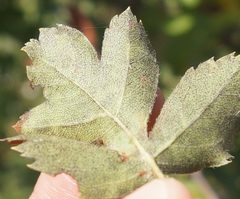 Crataegus taurica