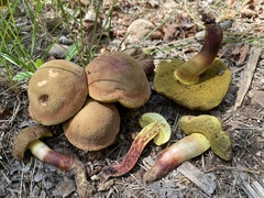 Xerocomellus redeuilhii