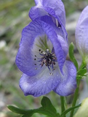 Aconitum nasutum