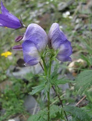 Aconitum nasutum