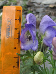 Aconitum nasutum