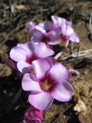 Oxalis stokoei