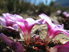 Oxalis stokoei
