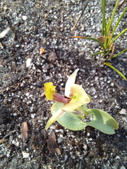 Chiloglottis chlorantha