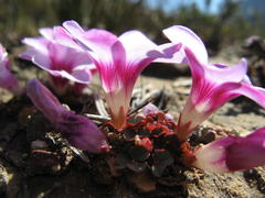 Oxalis stokoei