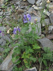 Aconitum nasutum
