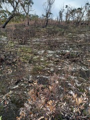 Chiloglottis chlorantha