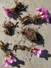 Oxalis stokoei