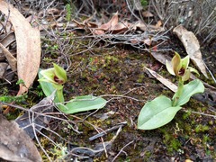 Chiloglottis chlorantha