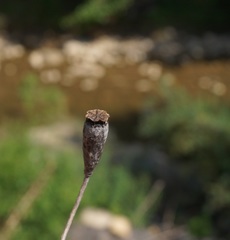 Papaver dubium stevenianum