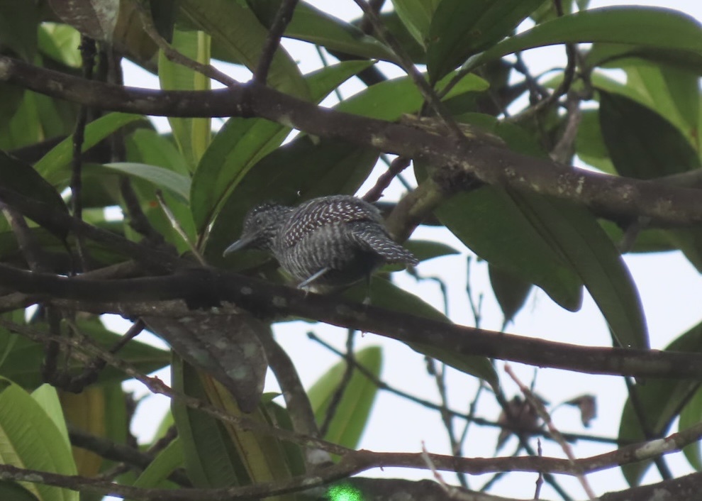 Lined Antshrike (Thamnophilus tenuepunctatus), photo 10