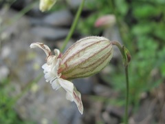 Silene lychnidea