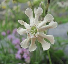 Silene lychnidea