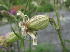 Silene lychnidea