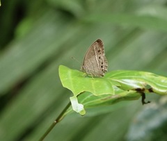 Mycalesis perseoides