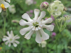 Silene lychnidea