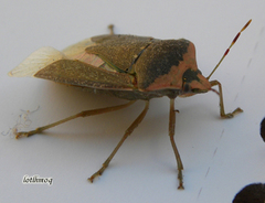 Nezara viridula