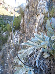 Hermas gigantea