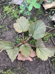 Geum laciniatum