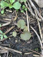 Geum laciniatum