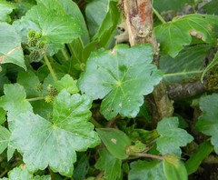 Hydrocotyle javanica