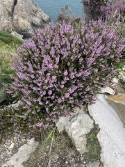 Erica vagans
