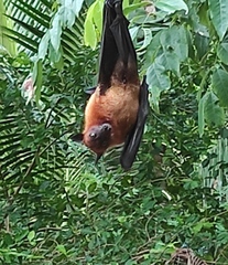 Pteropus giganteus