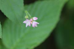 Persicaria senticosa