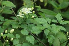 Clematis apiifolia biternata