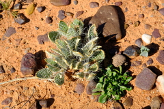 Gethyllis setosa