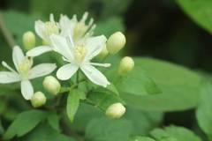 Clematis apiifolia biternata