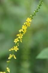 Agrimonia pilosa japonica