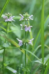 Stachys aspera hispidula