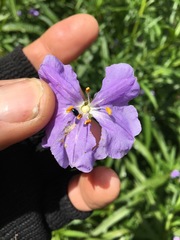 Solanum vescum