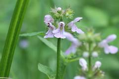 Stachys aspera hispidula