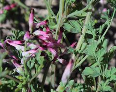 Fumaria muralis muralis