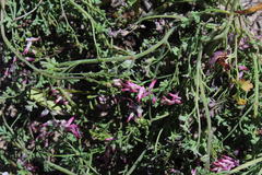 Fumaria muralis muralis