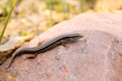 Ctenotus labillardieri