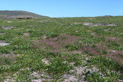 Fumaria muralis muralis