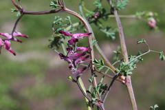 Fumaria muralis muralis