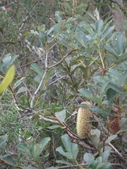 Banksia paludosa